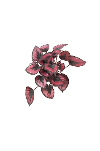 Begonia Rex 'red Kiss' Begonya Çiçeği