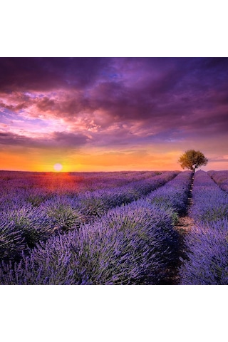 Lavanta Tohumu - Çok Yıllık Aromatik Parfüm Ve Kozmetik Endüstrisi İçin İdeal