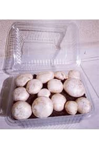 Kültür Mantarı Deneme Kiti Deneme Kompostu 2 Adet