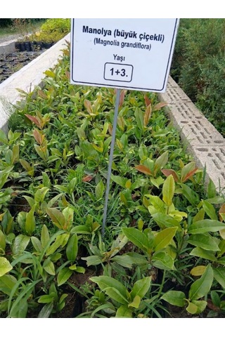 Tüplü Büyük Çiçekli Manolya Fidanı Magnolia Grandiflora Herdem Yeşil Kokulu