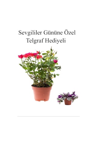 Kadınlar Gününe Özel Kırmızı Renk Bodur Gül Fidanı Telgraf Hediyeli