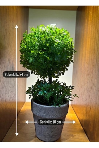Geometrik Estetik: İkili Küre Formlu Canlı Yeşil Dekoratif Bitki 24 Cm X 10 Cm Yeşil