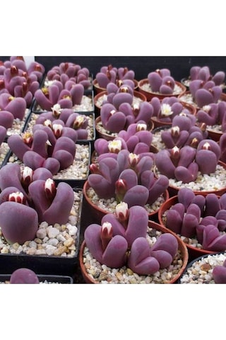 10 Adet Lithops Optica Rubra Succulent Tohumu