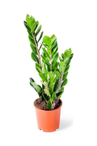 Zamia Zeze Çiçeği 2 Adet