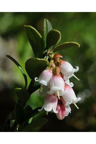 1-2 Yaşında Turna Yemişi Cranberry Fidanı Saksıda Dikime Hazır