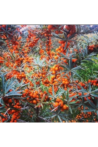 Tüplü Latince Hippophae Rhamnoides Yalancı Yabani İğde Fidanı