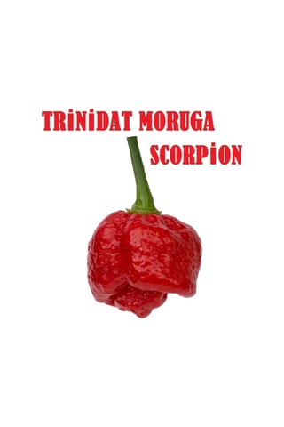 Trinidat Moruga Scorpion Tohumu Tropikal Sebze Tohumları 5 Adet Tohum