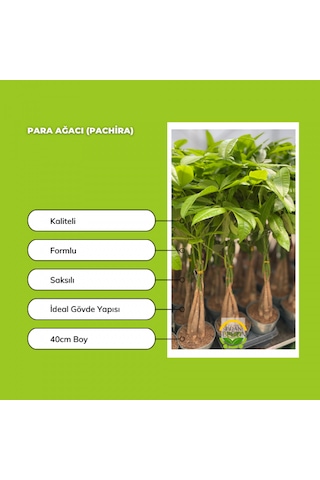 Para Ağacı - Pachira Bitkisi