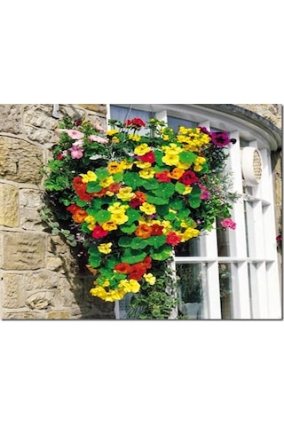 10+ Nasturtium Latin Çiçeği Tohumu Karışık Renk Çiçekli