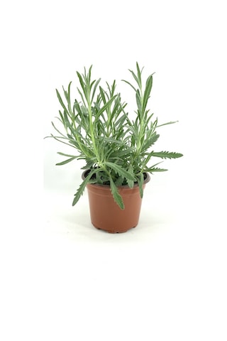 Lavanta Çiçeği Fidanı 5 Adet Saksıda 10-20 Cm