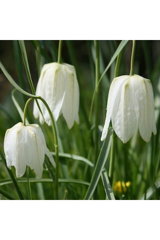 Fritillaria Alba Beyaz Ters Lale Soğanı 2 Adet