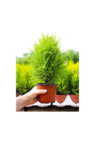 Videolu Ithal Limon Servi 1 Adet Saksılı/ Tüplü 30-50 Cm Dış Mekan Bitkisi Cupressus