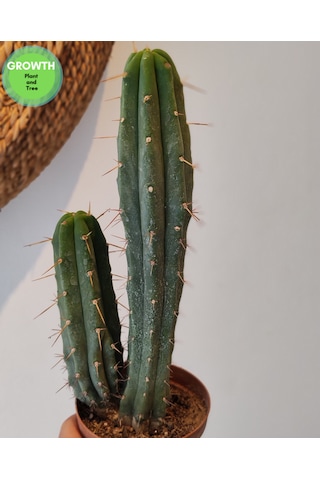 Trichocereus Bridgesii Bolivya Kaktüsü 1 Adet