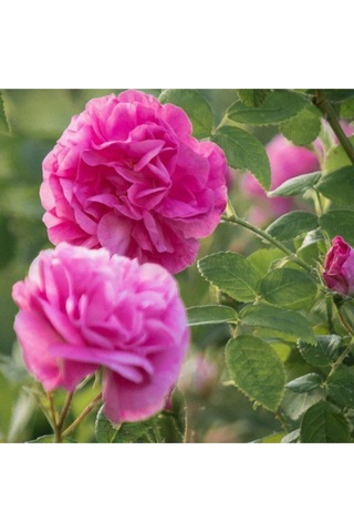Videolu Reçellik Yediveren Isparta Gül Fidanı 30 60 Cm 1 Adet Tüplü Aşılı Gül Rose İstichous Rose