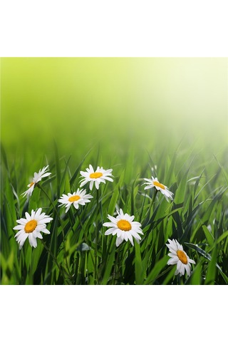 Papatyalar Doğal Taş Bardak Altlığı 4'lü Set - Natural Stone Coasters - Taş Çok Renkli