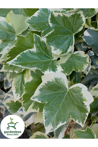 Hedera Helix Duvar Ağaç Sarmaşığı 1 Adet Saksılı 30-40cm