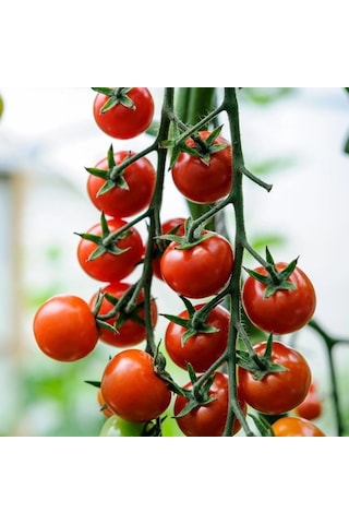 Cherry F1 Sırık Kiraz Domates Tohumu 10 Tohum Cherry F1 Sırık Kiraz Domates Tohumu 10 Tohum