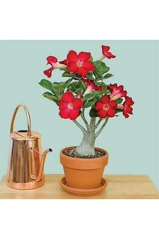 5.5 Luk Saksıda Kırmızı Adenium Çöl Gülü Çiçeği Fidanı 1