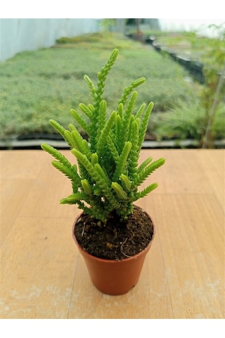 Crassula Muscosa Prenses Çamı 5,5 Cm