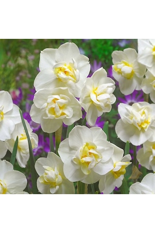 Katmerli White Cheerfulness Nergis Soğanı 3 Adet