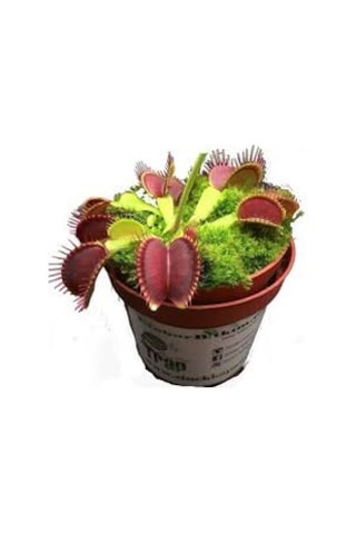 15 Adet Tohum Nepenthes Sinek Kapan Etobur Etçil Bitki Çiçek