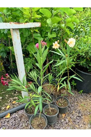 Yeşil Deniz Fidancılık Zakkum 40-90 CM