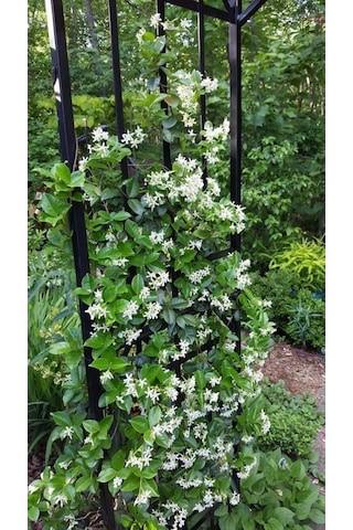 "beyaz Çiçekli Kokulu Arap Yasemini Fidanı - 1-2 Yaş Tüplü