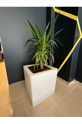 45x45 Minik Ağaç Saksısı