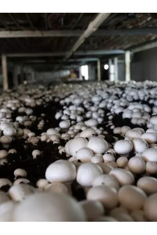 Kültür Mantarı Deneme Kiti Deneme Kompostu 2 Adet