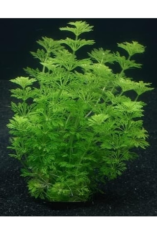 Limpnophila Sessiliflora 5 Dal Kusursuz Akvaryum Bitkisi Canlı Bitki