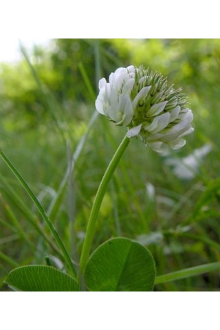 Üçgül Tohumu500 GR Süs Yoncası Trifolium Repens