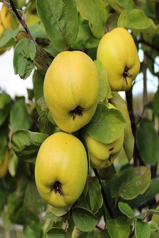 Eşme Aromatik Ayva Fidanı Aşılı Bol Verimli Soğuğa Dayanıklı 70- 90 Cm