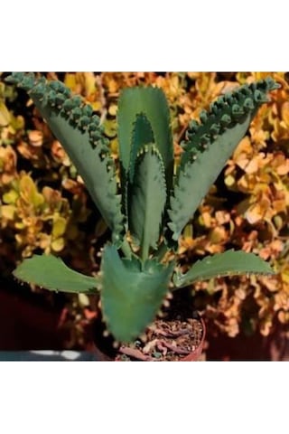 Peygamber Gözyaşı Kaşık Aşkın Gözyaşı 10-20 Cm