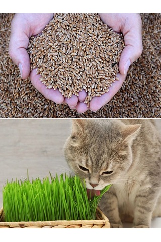 Kedi Çimi Tohumu 750 GR