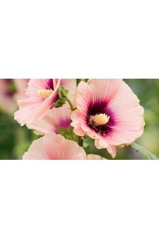Gülhatmi Alcea Rosea