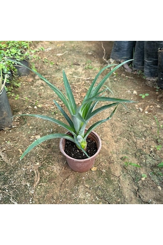 Saksıda Ananas Meyvesi Fidanı Del Monte 2 Cinsi