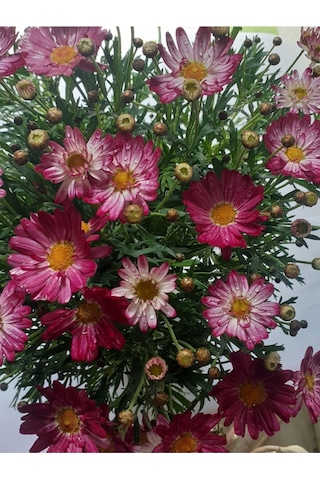 Videolu Çeşme Papatyası Koyu Pembe 20 40 Cm 1 Adet Saksılı Canlı Bitki Matricaria Recutita