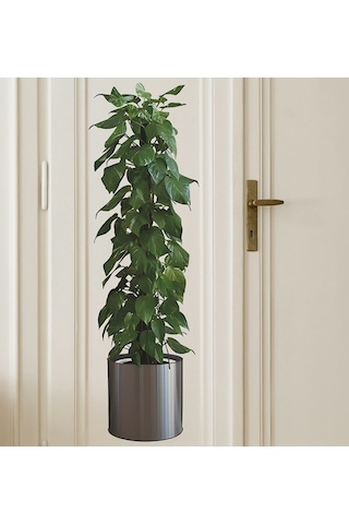Saksılı Bitki Tasarımlı Yapışkanlı Sticker Resim 90 30 Cm Mc-665 Yeşil