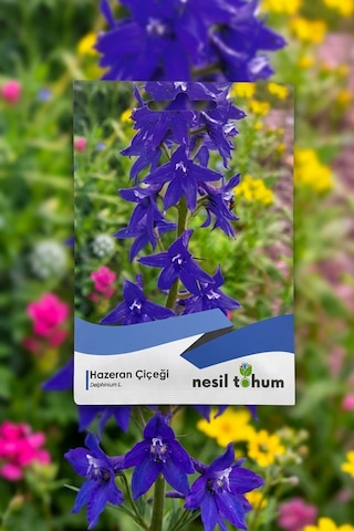 Hazeran Çiçeği Tohumu 30'lu