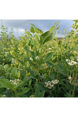 Yaprak Dökmeyen Kartopu Fidanı 'viburnum Tinus'