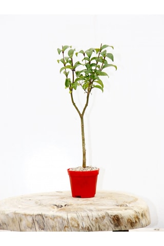 Bonsai Ligustrum Japonicum 3 Adet - Hediyelik Kırmızı Saksıda