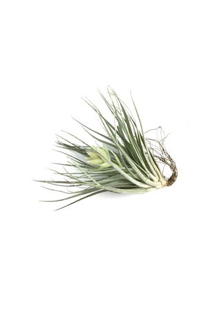 Tillandsia Stricta (Hava Bitkisi)
