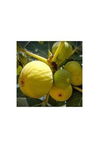 İncir Sarı Lob 150-200 Cm Tüplü