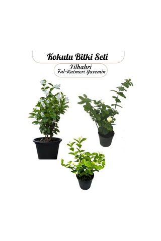 Saksıda 3 Lü Doğal Set Kokulu Filbahri Katmerli Ful Ful Yasemin Çiçeği Saksılı