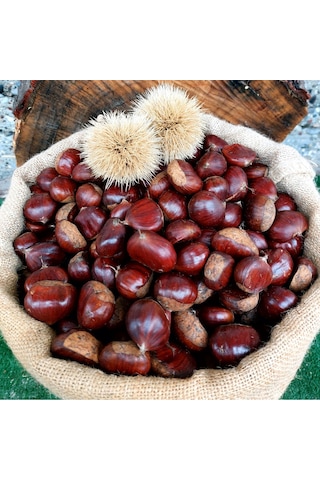 Gümeli Aşı Kestanesi - Duble Büyük Boy, Yeni Sezon Taze Doğal 500 Gr