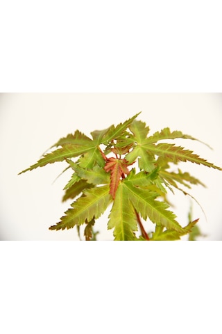 Bonsai Japon Akçaağacı N11.138