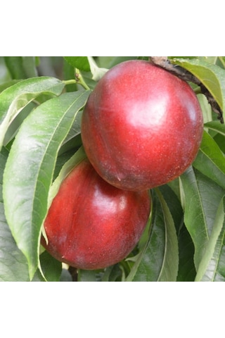 Tüplü Yarı Bodur Jumbo Kırmızı Giant Nektarin Fidanı