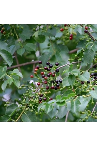 Mahlep Ağacı Fidanı Prunus Mahaleb - 1-2 Yaşında, Dikime Hazır