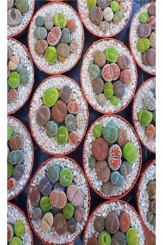 Taş Kaktüs Sukulent 5-10 Cm 1 Adet Saksılı Dekoratif Bitki