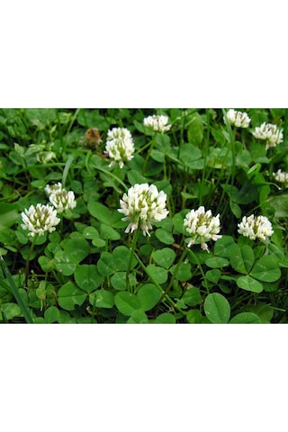 Ak Üçgül Trifolium Repens Bodur Yonca Tohumu 1 Kg